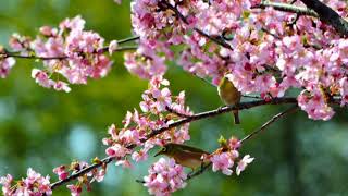 Johnny Mathis -The Best Of Everything