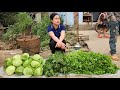Cabbage Harvest & Coriander Go market sell | Cook pig food | Life in farm.
