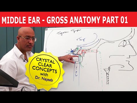 Middle Ear | Gross Anatomy | Part 1/9