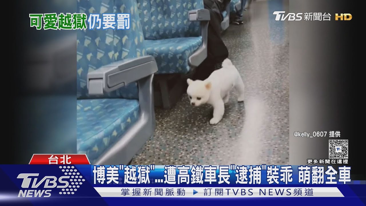 博美「越獄」遭高鐵車長「逮捕」裝乖　萌翻全車