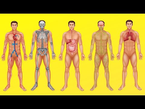 How does the human body work? (Digestion, circulation, respiration, and other systems)