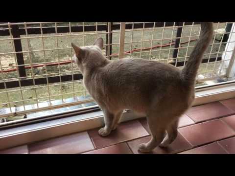 5. 8. 2017 New at hotel: Mars&Luna, Cleo, Thelma, Finn