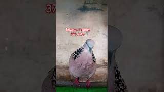 Download lagu Suara Tekukur Betina Gacor Memanggil Jantan #tekukurgacor #tekukurmania #tekukurpikat #tekukur mp3