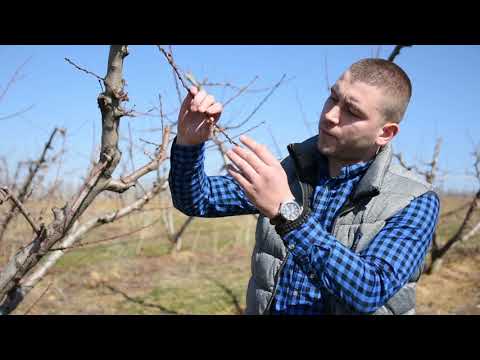 Zastita kosticavog voca u fazi pucanja pupoljaka - U nasem ataru 781