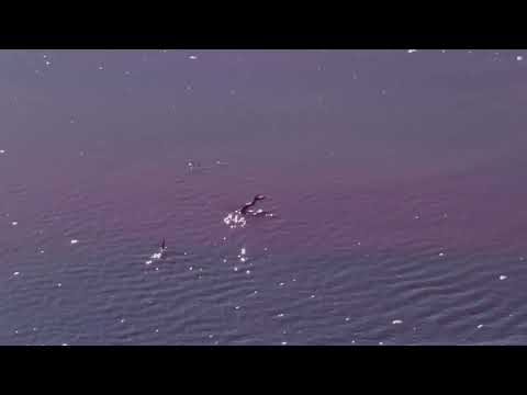 Rising Tide (Music Video)