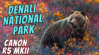 Canon R5 MKII - Grizzly Bears of Denali National Park in Fall Colors!