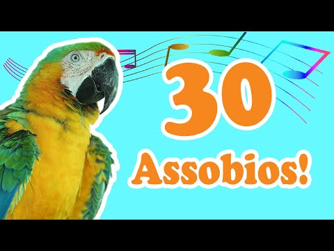 3 horas de canto para treinar papagaio - Treinamento de papagaio! Os MELHORES!