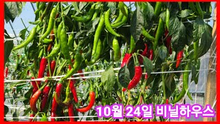 고추 100주심어 앞으로 건고추 20근은 더딸듯~ 비닐하우스고추,귀농귀촌,전원일기,주말농장,텃밭,고추재배방법