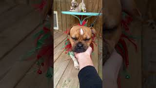 Video preview image #1 French Bulldog-Unknown Mix Puppy For Sale in Benton, LA, USA