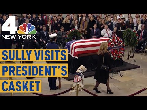 Sully, George H.W. Bush's Service Dog, Visits His Casket | News 4 New York