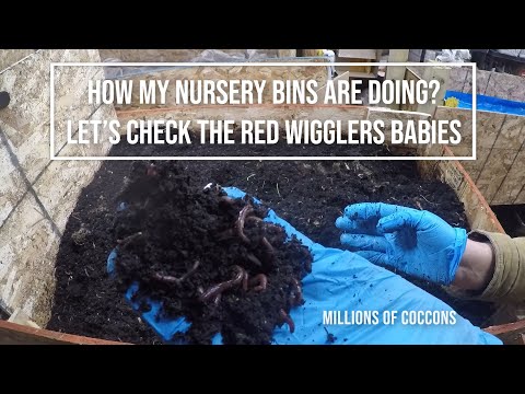 How my Red Wigglers nursery bin are doing? Let's check the Red Wigglers Babies, cocoons and juvenile