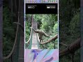 A Monkey Walking On The Monkey Bridge