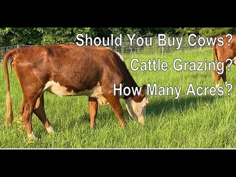 Tips To Raising Cattle RIGHT!