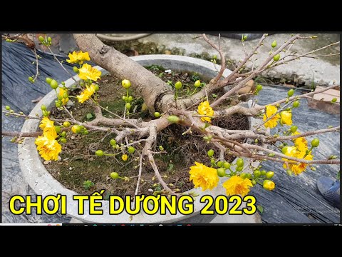 🔴 QBS22325 - CHƠI TẾT DƯƠNG LỊCH 2023 CÂY MAI GIỐNG CÚC | CÁCH CHĂM SÓC MAI VÀNG MIỀN BẮC NỞ HOA
