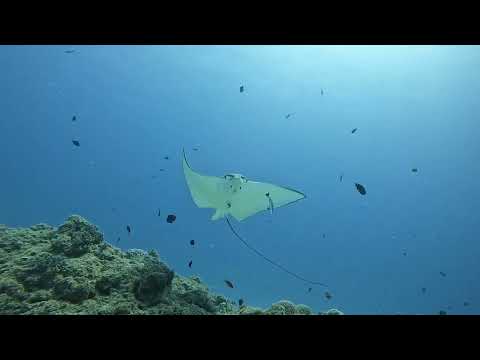 Diving with Eagle Rays in Pereybere, Mauritius