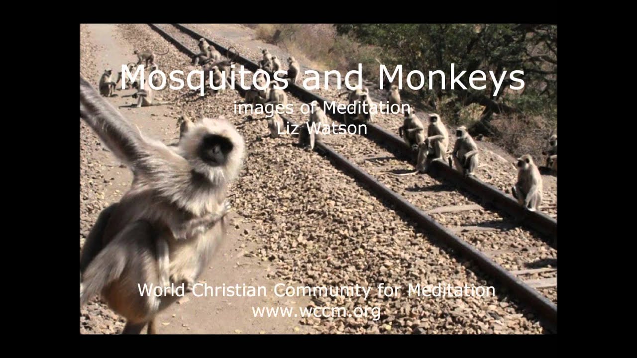 Images of Meditation: 3. Mosquitos and Monkeys Liz Watson