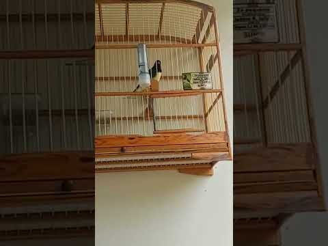 Papa capim tui tui cantando muito lindo cute deixei o link 👍👍👏