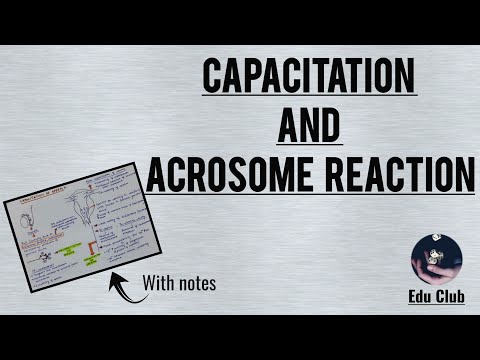 Capacitation And Acrosome Reaction || Reproductive Physiology
