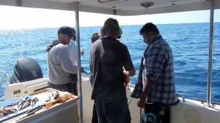 preview picture of video 'Noosa Fishing Trip 2013'