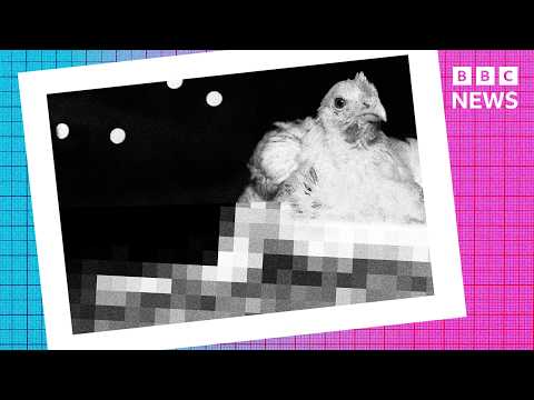 Animal welfare vs sustainability - the ‘Frankenchicken’ debate explained | In Case You Missed It