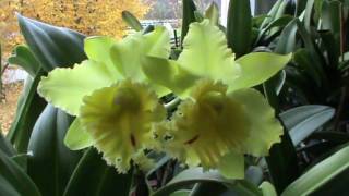 preview picture of video 'Cattleya - Pot. Kat Green Power 'Big Triple - G''
