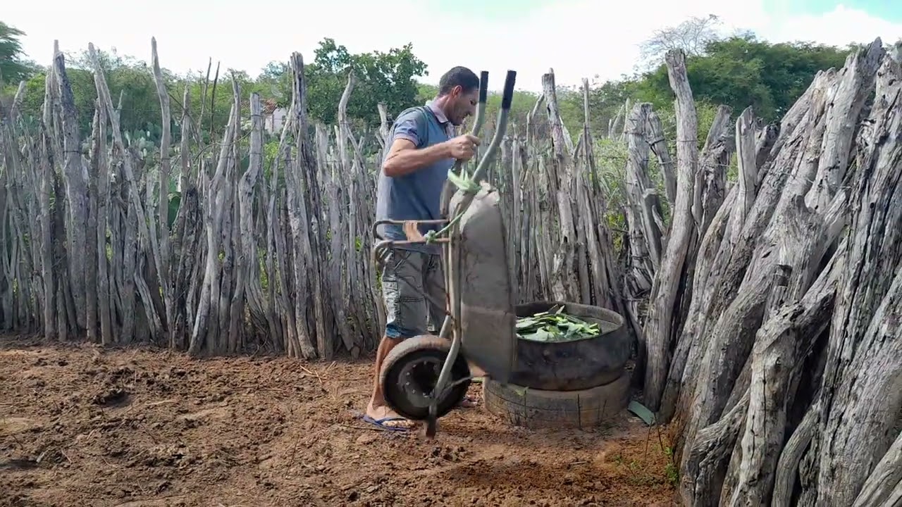 Benedito cortando palma para seus animais