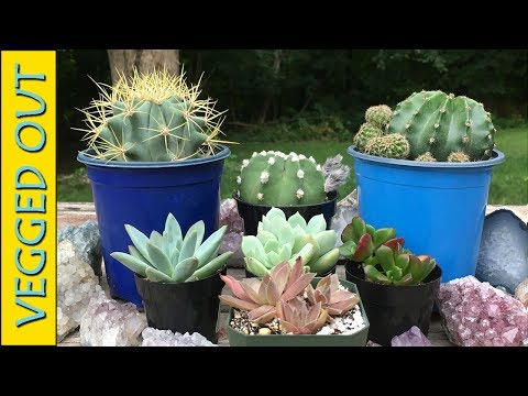 CACTI & SUCCULENTS HAUL - IM BACK & BROUGHT PLANTS - ECHEVERIA ECHINOPSIS MORE