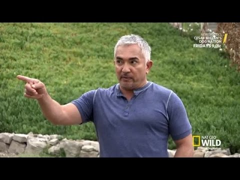 Cesar Millans Dog Nation | Season 1 Episode 6 | For The Love of Dogs FINAL