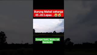 Download lagu Burung Mahal Seharga 45 juta Lepas, Sakit yang Tak berdarah. mp3