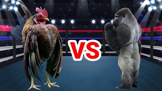 Download lagu Monyet vs Ayam,, Bar bar sekali !!! Momen Pertarungan Monyet vs Ayam Lucu Bikin Ngakak mp3 Download lagu Monyet vs Ayam,, Bar bar sekali !!! Momen Pertarungan Monyet vs Ayam Lucu Bikin Ngakak mp3