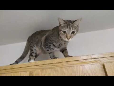 Wolfie the Jumping Cat