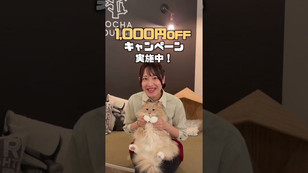 4/1（水）～4/26（日）の期間限定🐱 #猫カフェmocha #猫のいる暮らし #猫好きさんと繋がりたい