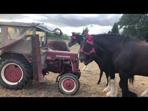 Shire Horse & IHC