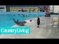 Adorable Toddler Plays Fetch With Playful Dolphin Country Living