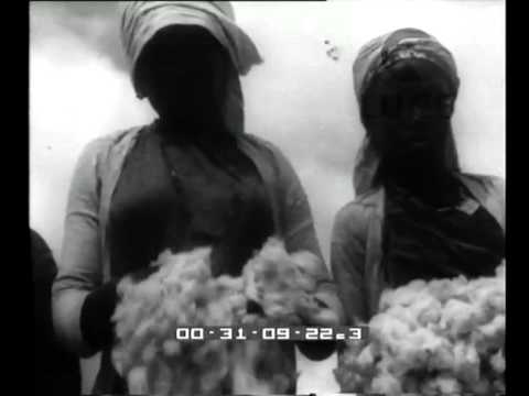 Villaggio duca degli Abruzzi- coltivazione del cotone