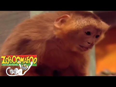 🐒 Zoboomafoo 115 - Fling | HD | Full Episode 🐒