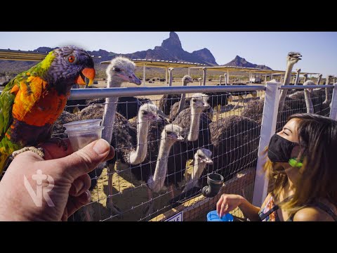Avaliações da West Coast Ostrich Farm, acesso, horário de funcionamento｜Área do Parque Nacional da Costa Oeste
