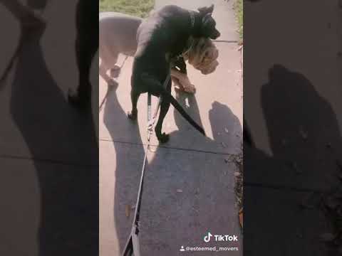 Esteemed Movers video.