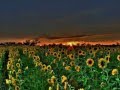 Soulful Lounge [DJ Cam Quartet (feat. Inlove) - Little Sunflower] - ♫ RE ♫