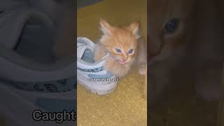 Catching a cat doing bad things #catlover #cutepets #cat #usa #catsoftiktok #funny #funnyvideo