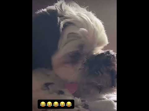 Dogs funny reaction videos 🤣 #dogs #cat #funnyvideo #jokes #lol #lustigevideos #haustiere #homepet