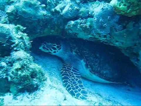 Cozumel: Diving Palancar Reef