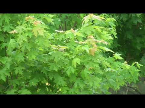 Shanghai Superfly 5.18.18