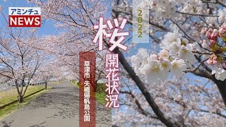 【アミンチュニュース】 桜開花状況 草津市 矢橋帰帆島公園