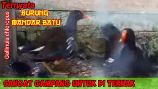 Download lagu Cara Ternak Burung Mandar Batu Di Dalam Koloni @kicauburungchannel374 mp3