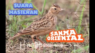 Download lagu Masteran Burung Branjangan | Sanma Oriental | Oriental Skylark mp3