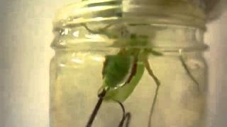 Parasite Comes Out of Praying Mantis