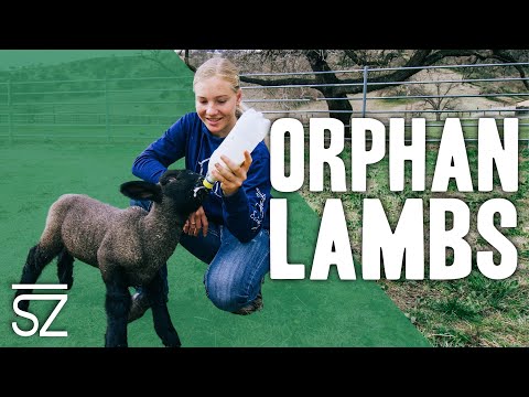 , title : 'How to Raise an Orphan Lamb