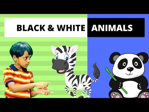 Black and White animals | Fun facts for kids with videos