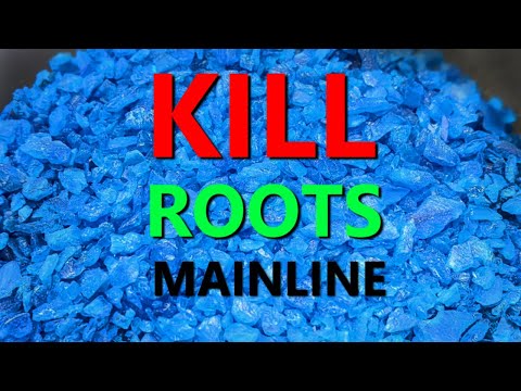 How to Kill Drain Roots Easily and Quickly